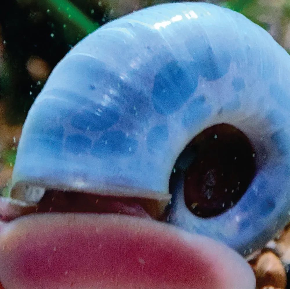 Ramshorn Blue