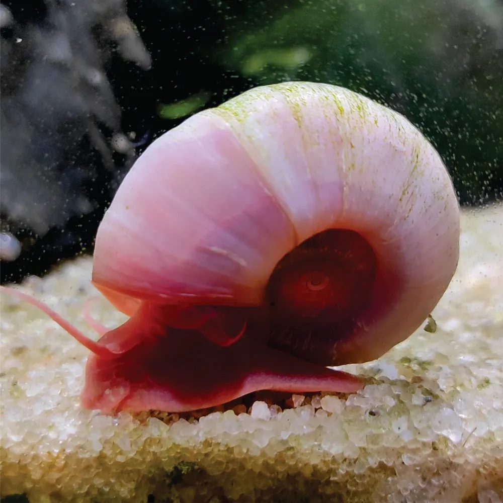 Ramshorn Pink