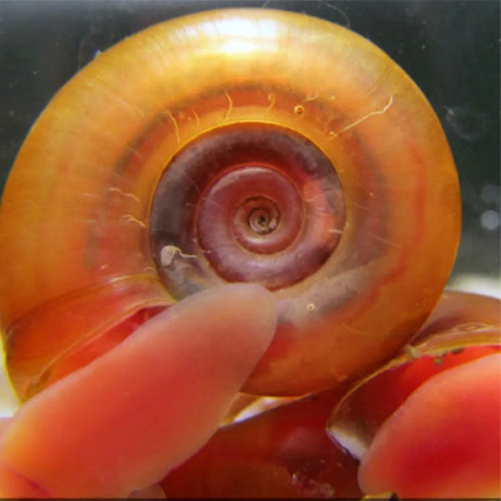 Red Ramshorn ( Biomphalaria glabrata )