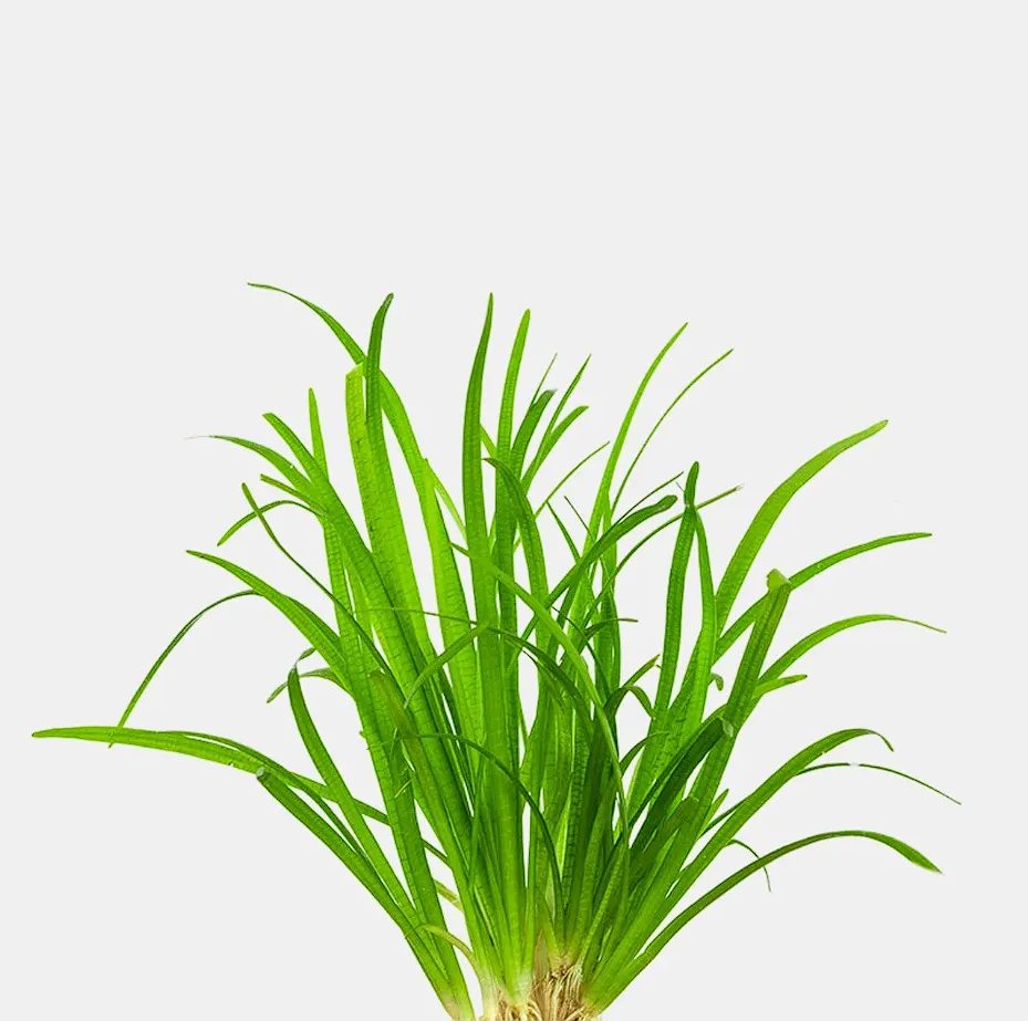 Sagittaria Subulata