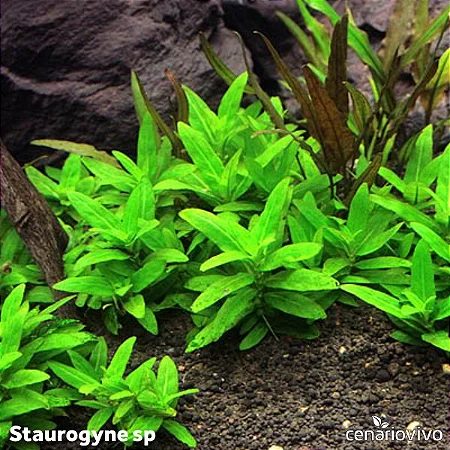 Staurogyne sp