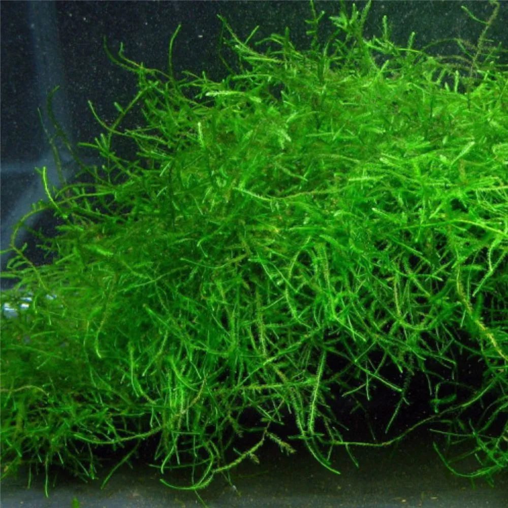 Taxiphyllum barbieri "Musgos de Java"