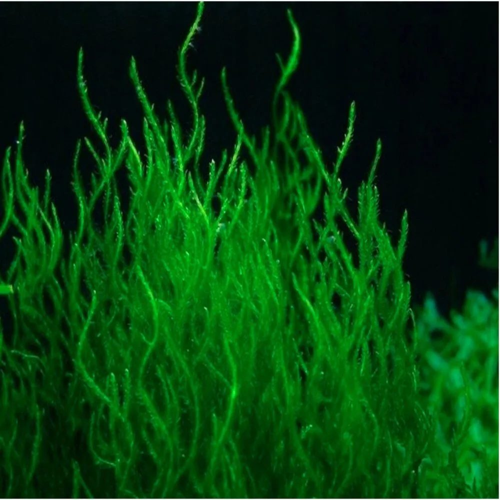 Taxiphyllum.sp " Flame moss"