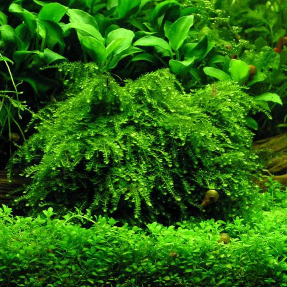 Vesicularia ferriei "Weeping Moss "